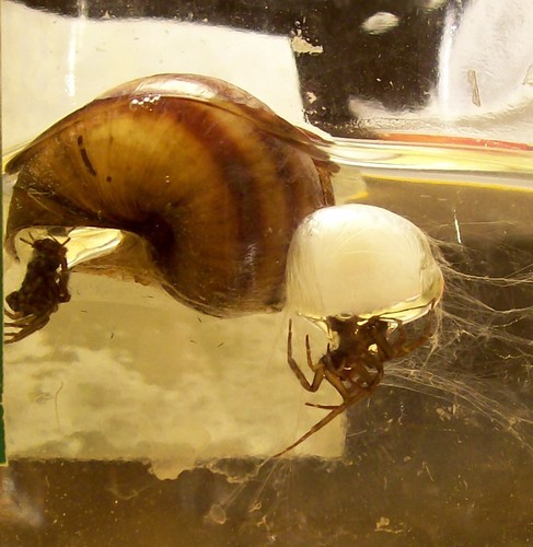 Diving Bell Spider — 9