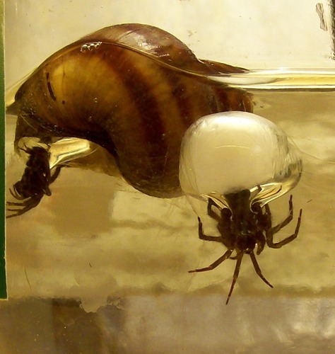 Diving Bell Spider — 10