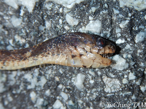 Asian Slug Snake — 2