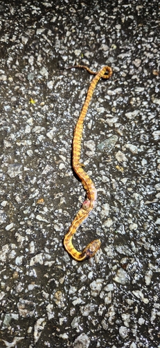 Asian Slug Snake — 3