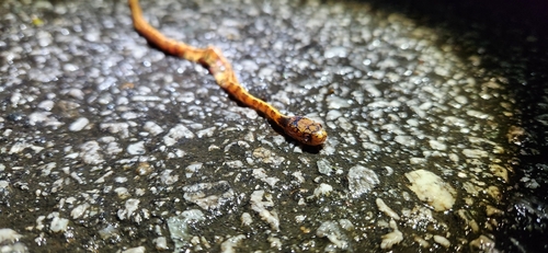 Asian Slug Snake — 4