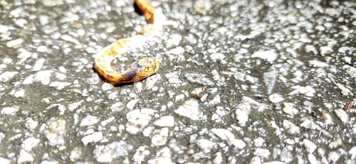 Asian Slug Snake — 5
