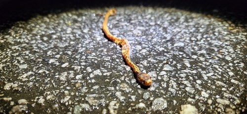 Asian Slug Snake — 6