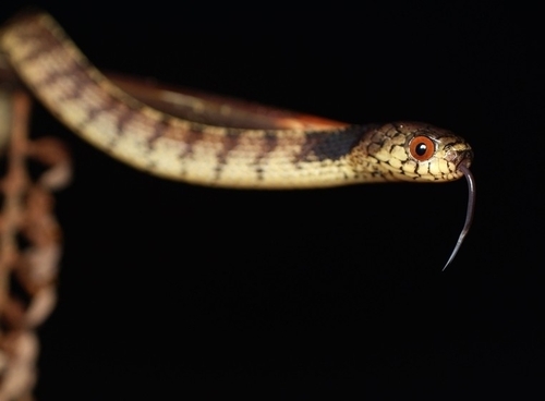 Asian Slug Snake — 9