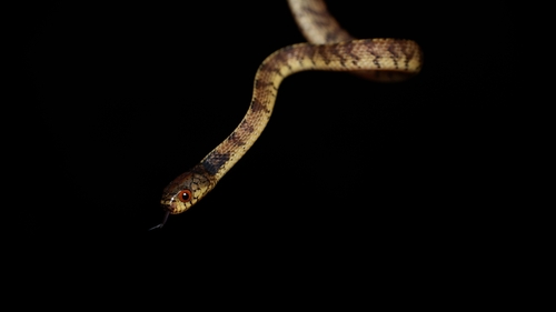 Asian Slug Snake — 10