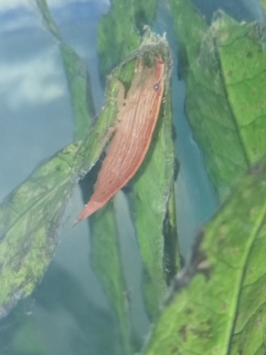 Bamboo Shrimp — 3