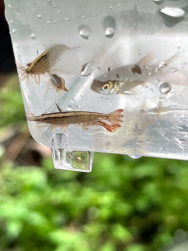 Bamboo Shrimp — 5