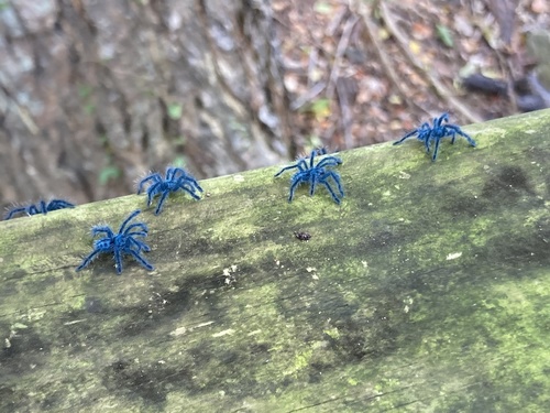 Pink Toe Tarantula — 2