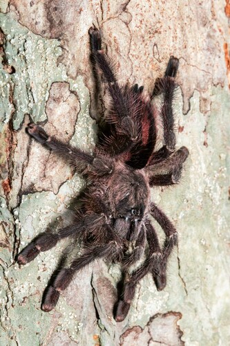 Pink Toe Tarantula — 5