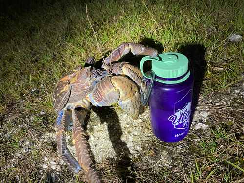 Coconut Crab — 3