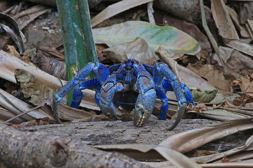 Coconut Crab — 6