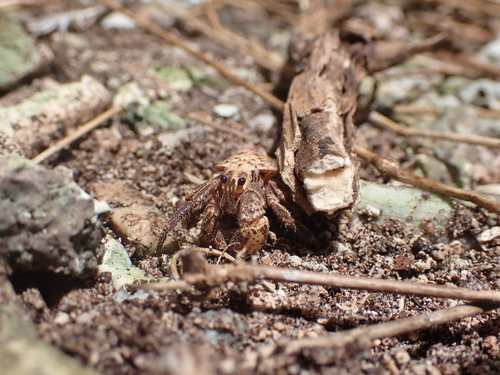 Coconut Crab — 7
