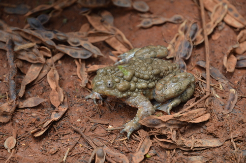 Giant Fire-Bellied Toad — 6