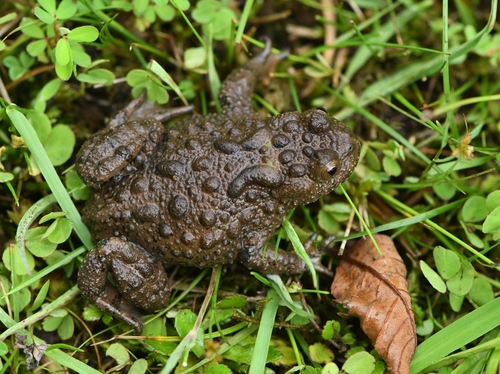 Giant Fire-Bellied Toad — 7