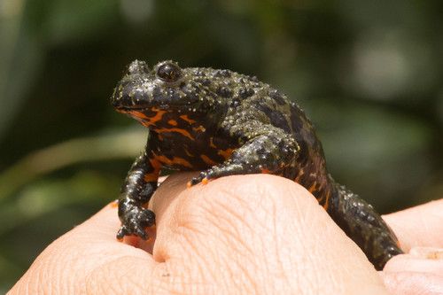 Oriental Fire-Bellied Toad — 5