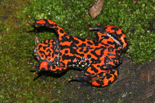 Oriental Fire-Bellied Toad — 7
