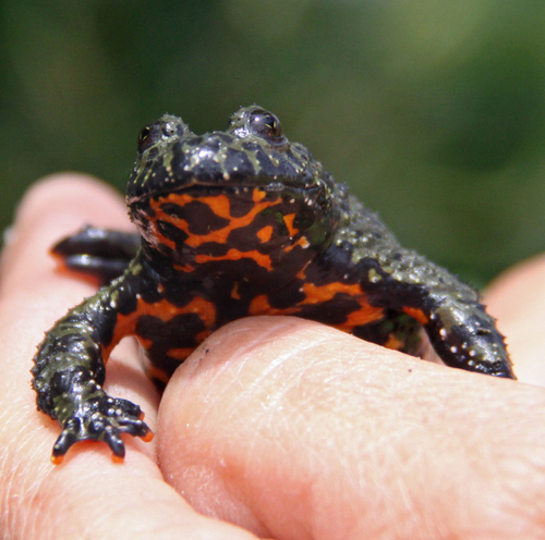 Oriental Fire-Bellied Toad — 8