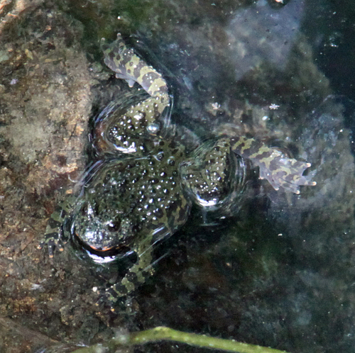 Oriental Fire-Bellied Toad — 9