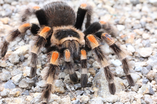 Mexican Red Knee Tarantula — 4