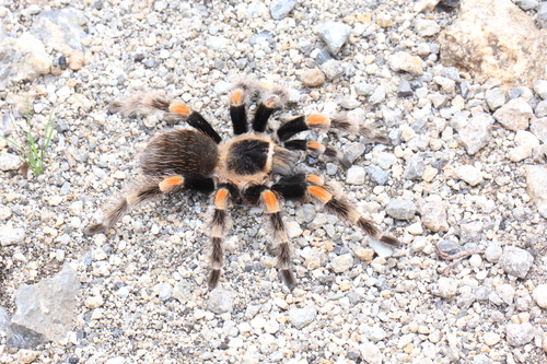 Mexican Red Knee Tarantula — 5