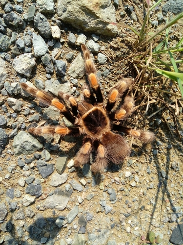 Mexican Red Knee Tarantula — 9