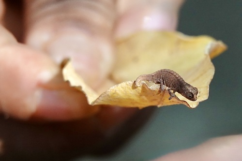 Nano Chameleon — 2