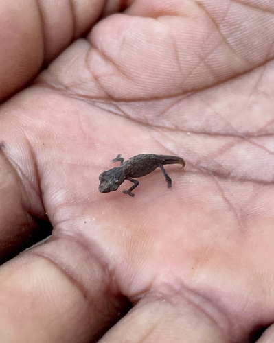 Nano Chameleon — 7