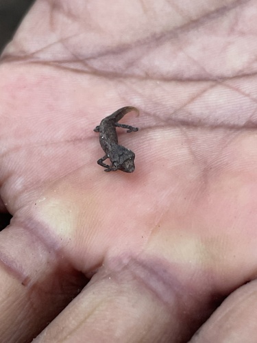 Nano Chameleon — 8