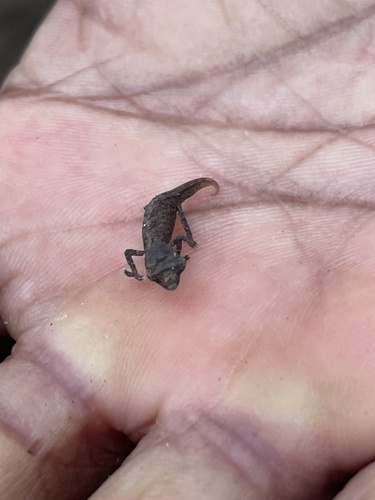 Nano Chameleon — 9