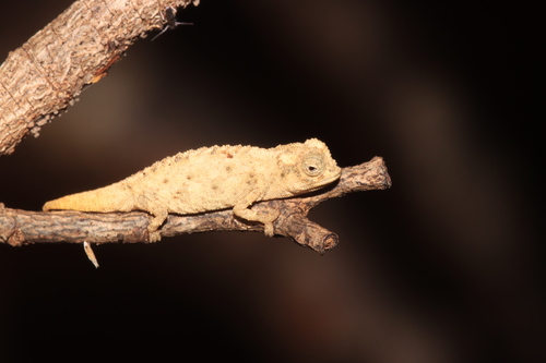 Nano Chameleon — 10
