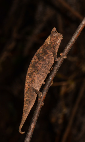 Caméléon nain — 3