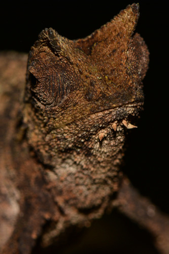 Caméléon nain — 5