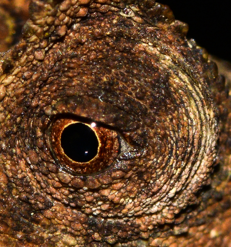 Caméléon nain — 6