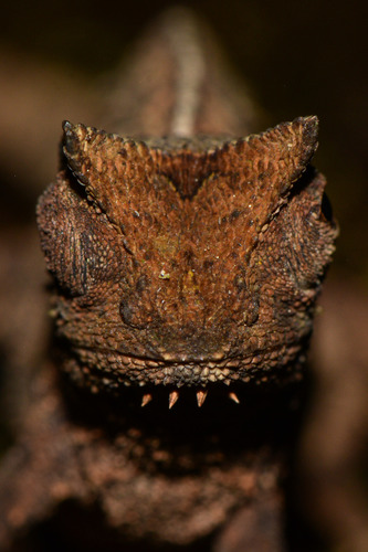 Caméléon nain — 10