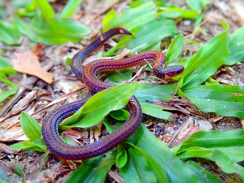 Serpent nain pavé — 3