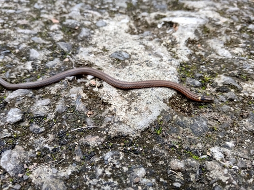 Serpent nain pavé — 6