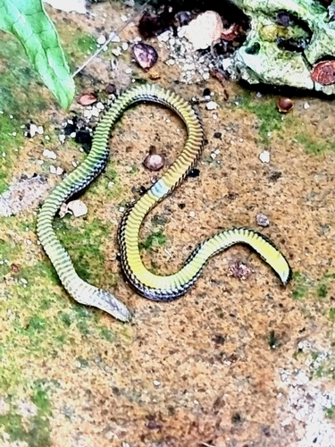 Serpent nain pavé — 7