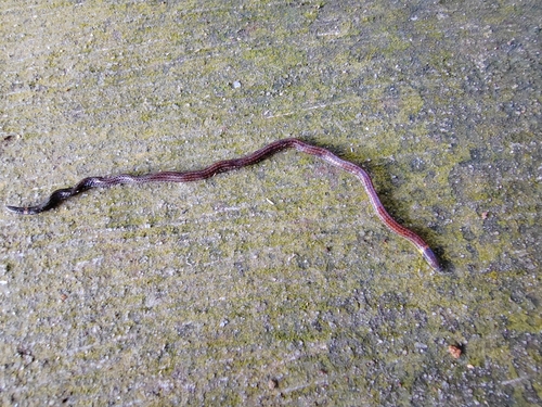 Serpent nain pavé — 9