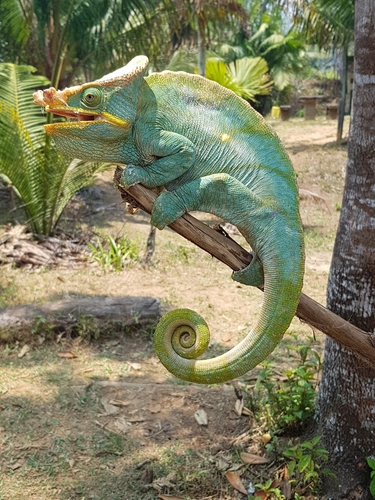 Parson's Chameleon — 3