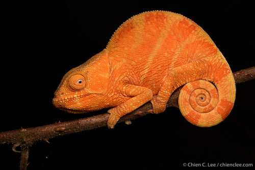 Parson's Chameleon — 5