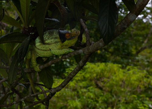 Parson's Chameleon — 7