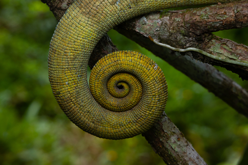 Parson's Chameleon — 9