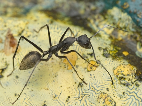 Camponotus camelinus — 4