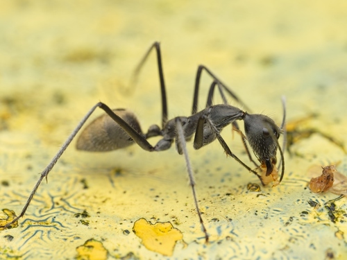 Camponotus camelinus — 6