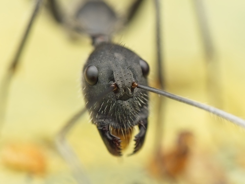 Camponotus camelinus — 7