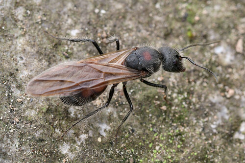 Camponotus mutilarius — 2