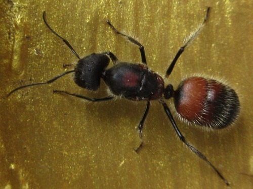 Camponotus mutilarius — 4