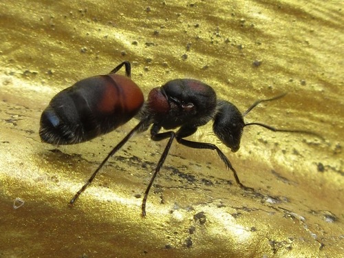 Camponotus mutilarius — 5