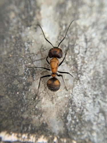 Camponotus mutilarius — 6