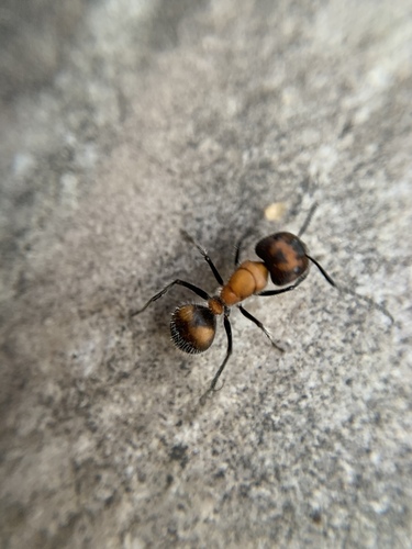 Camponotus mutilarius — 8